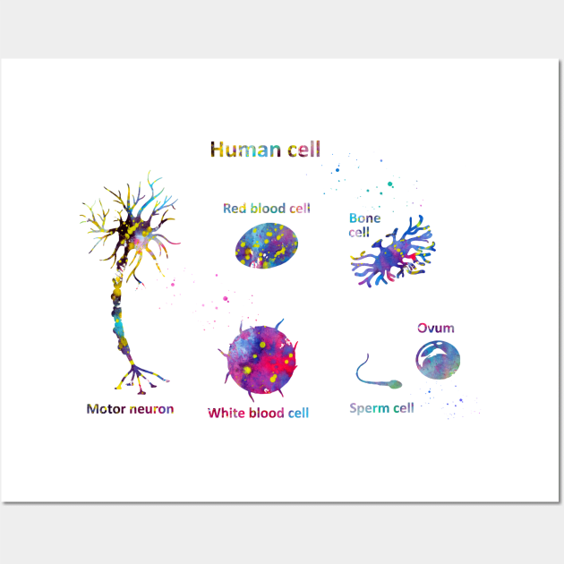 Human cell Wall Art by erzebeth